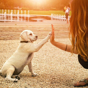 Ways to reset when you get frustrated with your dog.